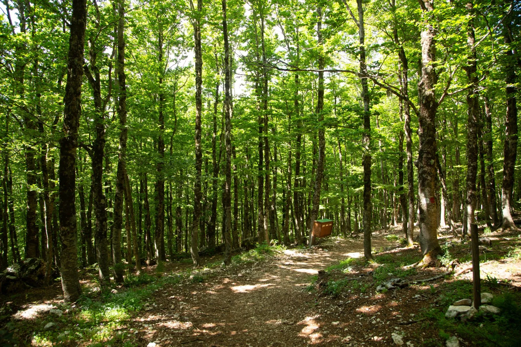 Sentiero nel bosco dell'Aremogna